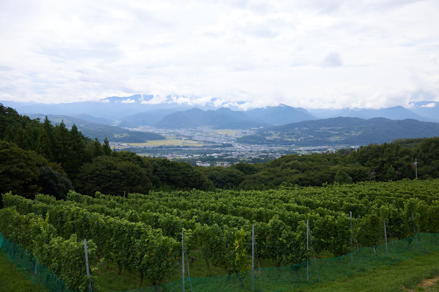 千曲川流域を望むぶどう畑と山並み