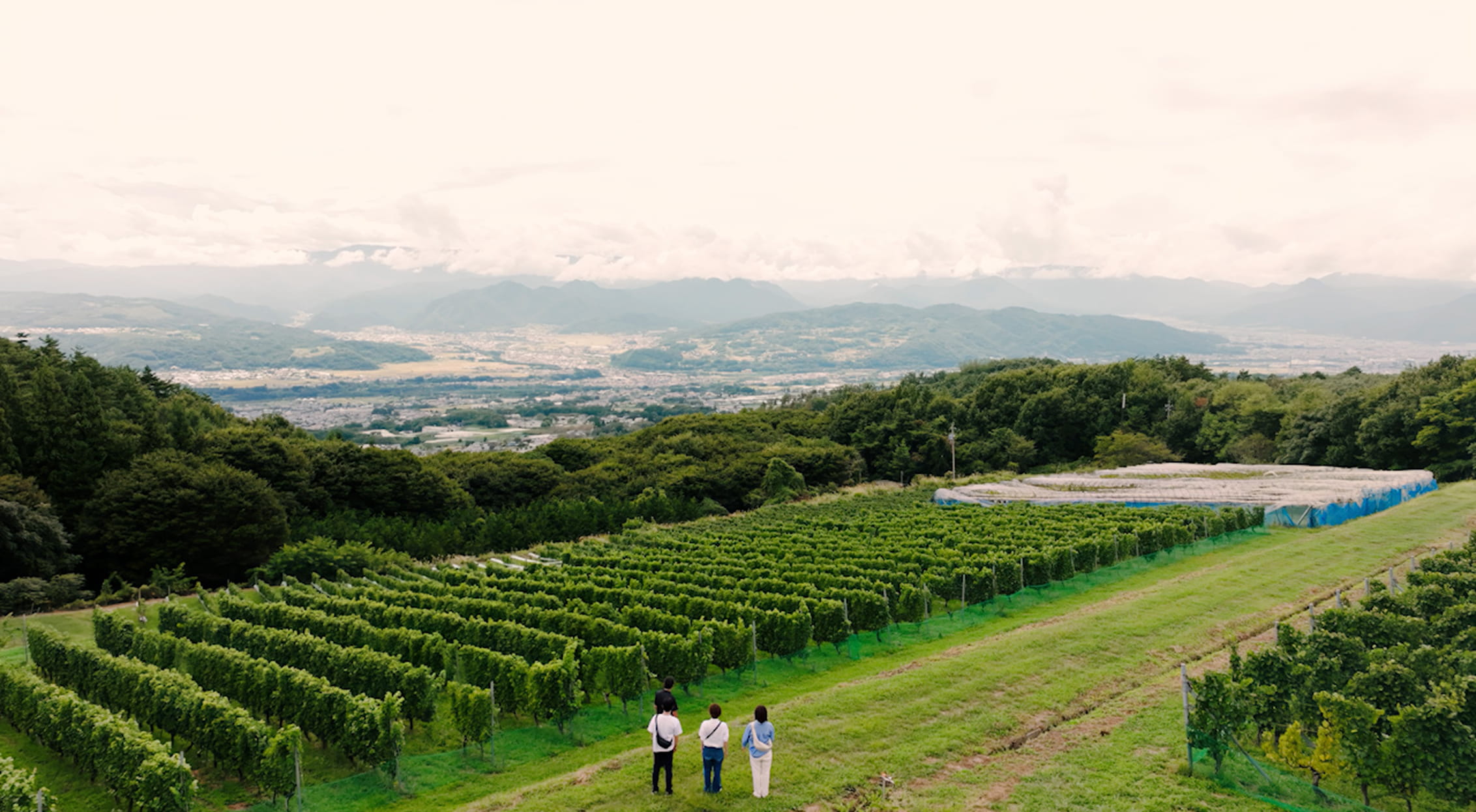 長野県東御市のぶどう畑と千曲川を望む風景