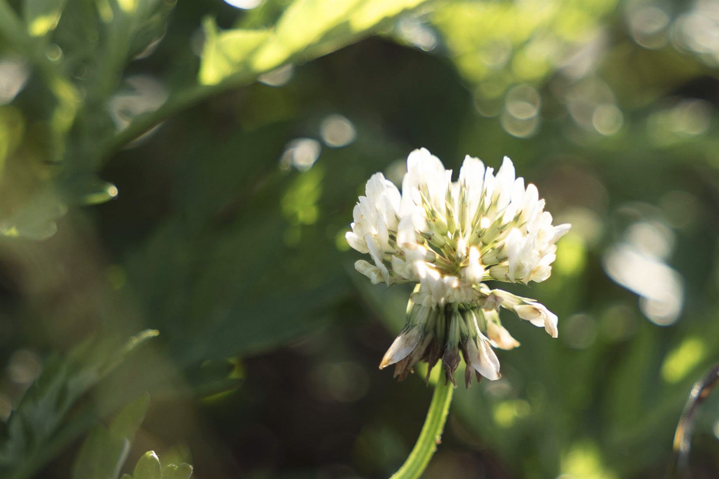 畑に咲く白詰草の花