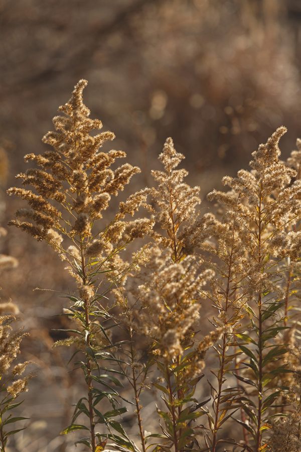 陽を浴びる枯れ草の穂