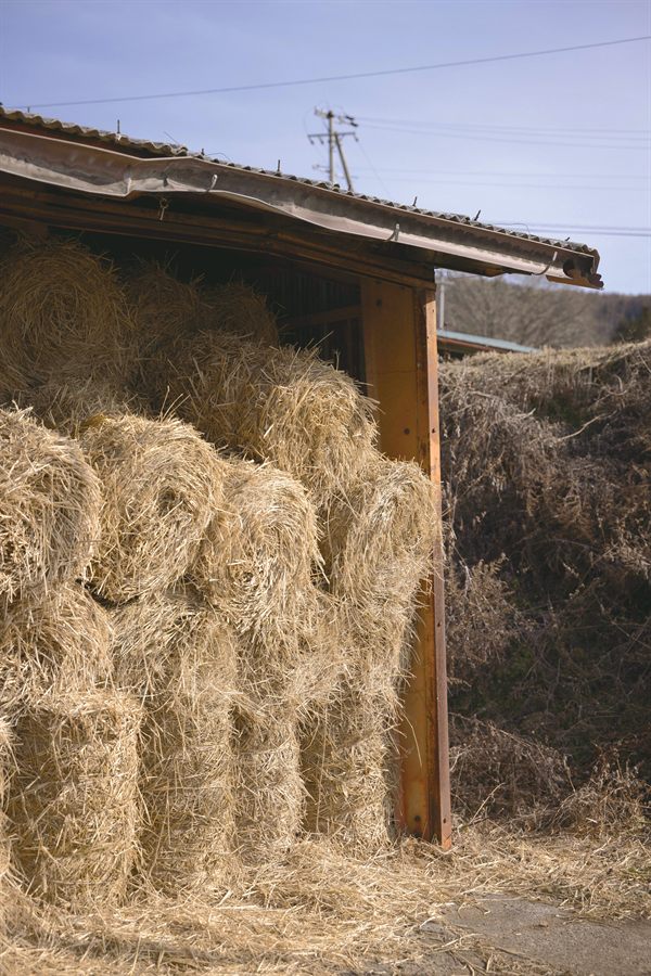 干し草を蓄えた小屋