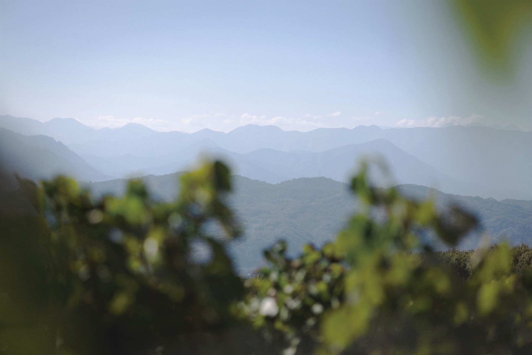 葡萄畑の風景